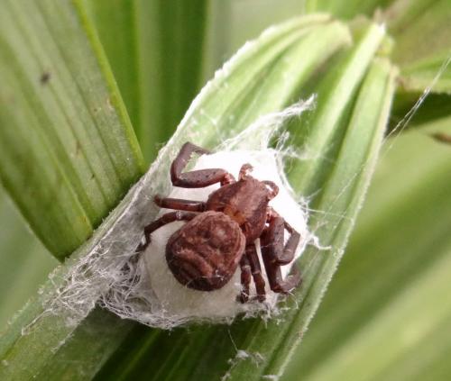 Xysticus sp.