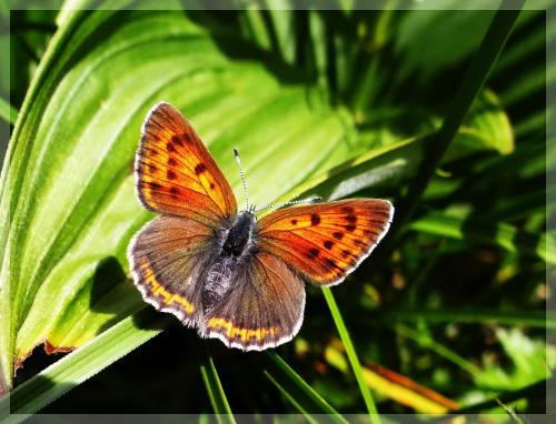 Réf. 123 782 : Lycaena hippothoe