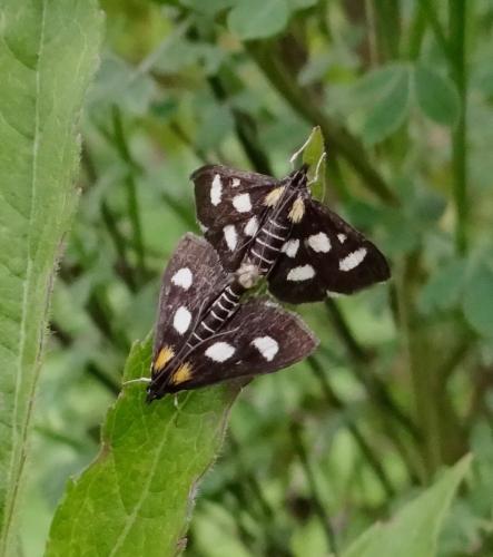 Réf. 123 883 : Anania funebris