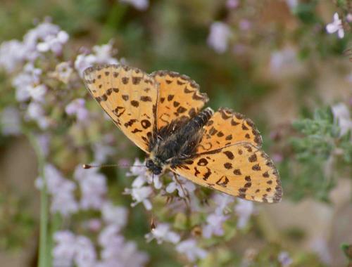 Melitaea didyma