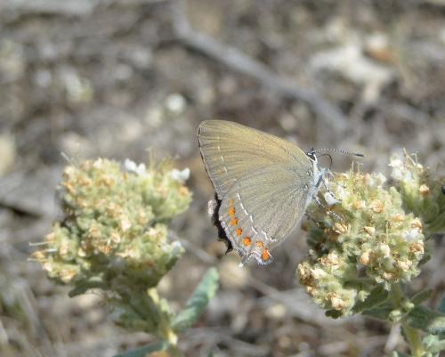Réf. 123 564 : Satyrium esculi