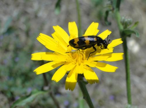 Réf. 123 888 : Mylabris variabilis