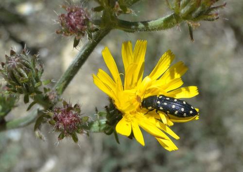 Acmaeodera degener
