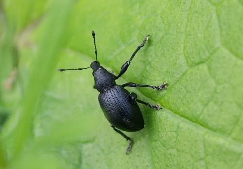 Réf. 123 795 : Liophloeus tessulatus