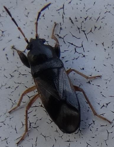 Megalonotus praetextatus