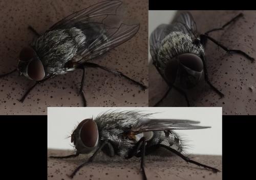 Pollenia sp.