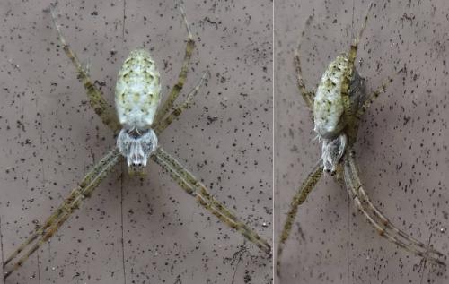 Argiope bruennichi