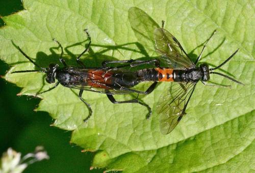 Réf. 123 982 : Macrophya (annulata-blanda)