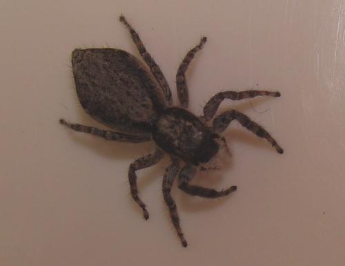 Menemerus sp.