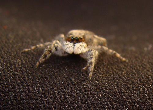 Menemerus sp.