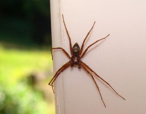Philodromus sp.