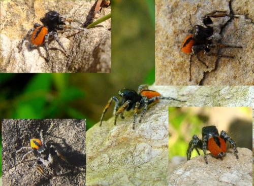 Réf. 123 404 : Philaeus chrysops