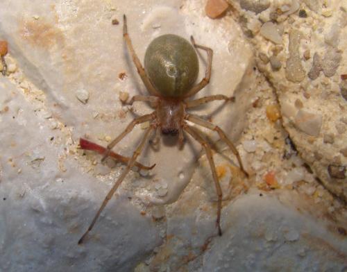 Réf. 123 899 : Cheiracanthium sp.