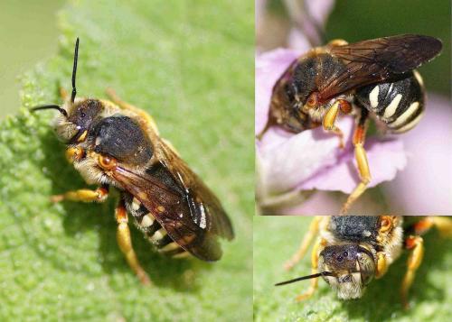 Réf. 123 165 : Anthidium sp.