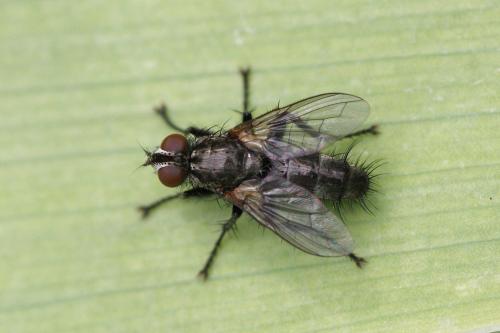 Stevenia sp.