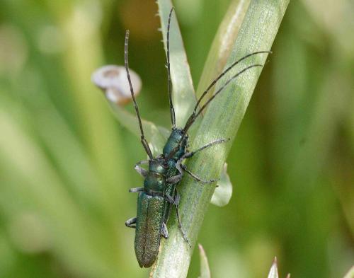 Agapanthia sp.