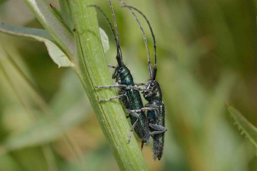 Agapanthia sp.
