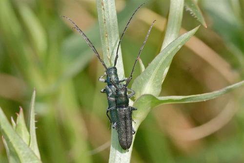 Agapanthia sp.