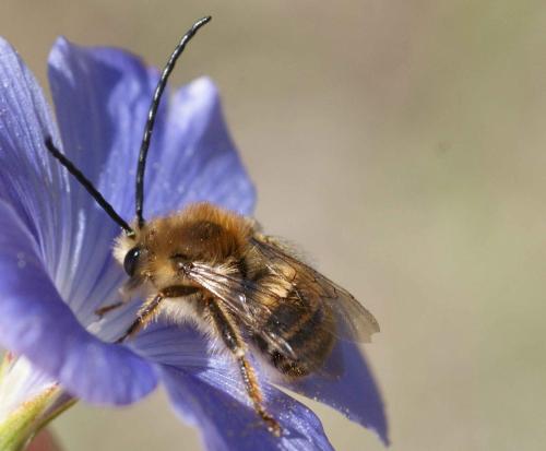 Réf. 123 946 : Eucera sp.