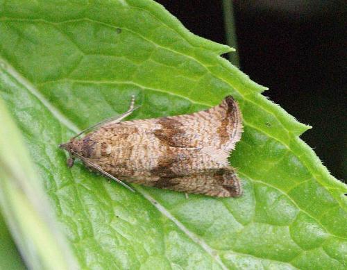 Réf. 123 368 : Celypha striana