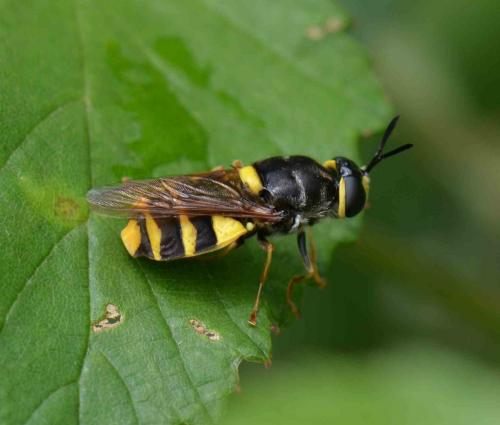 Stratiomys potamida