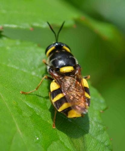 Réf. 123 373 : Stratiomys potamida