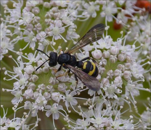 Réf. 123 583 : Cerceris rybyensis