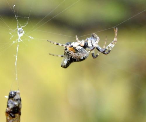 Cyclosa sp.