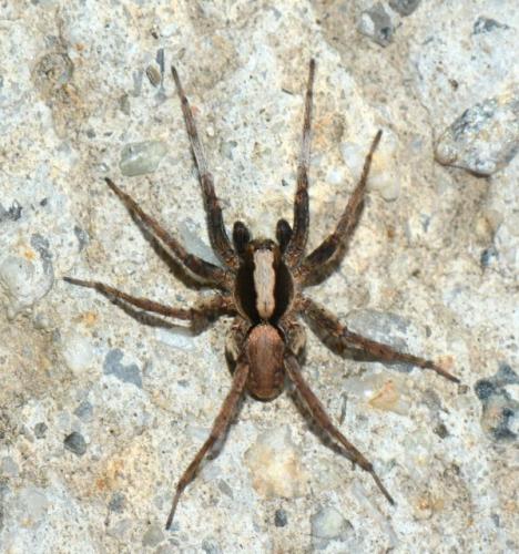 Xerolycosa nemoralis