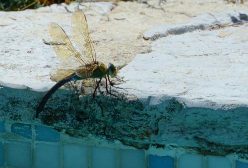 Anax imperator