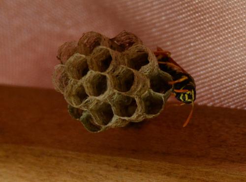 Polistes sp.