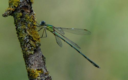 Chalcolestes viridis