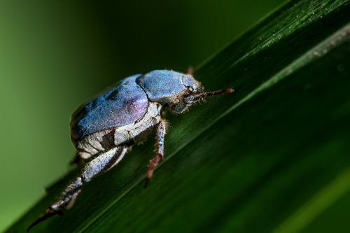 Réf. 123 379 : Hoplia coerulea