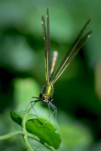 Calopteryx virgo