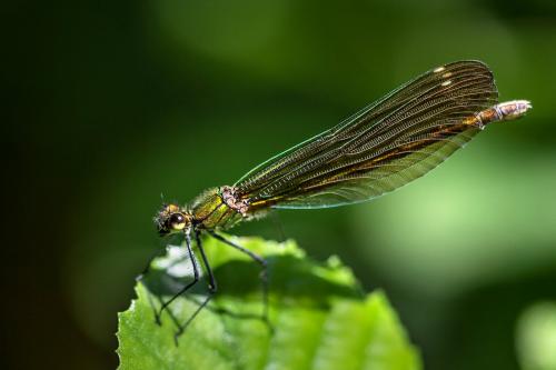 Réf. 123 389 : Calopteryx virgo