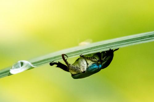 Hoplia coerulea