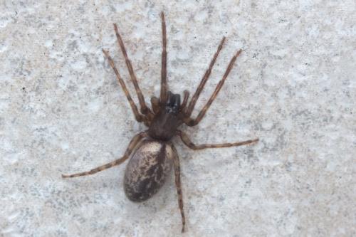 Segestria bavarica