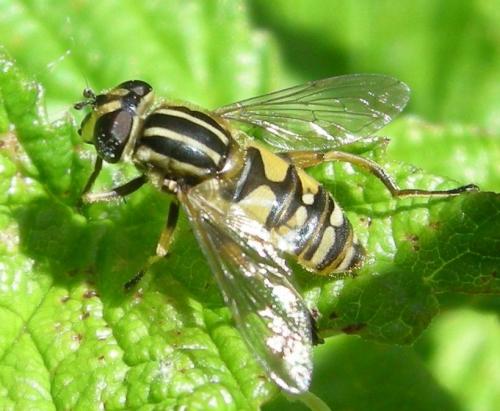 Réf. 123 957 : Helophilus pendulus