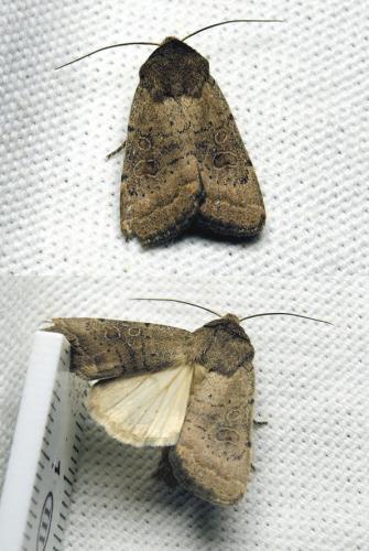 Hoplodrina blanda