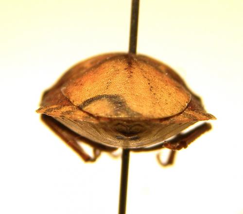 Eurygaster maura