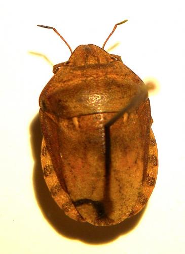 Eurygaster maura