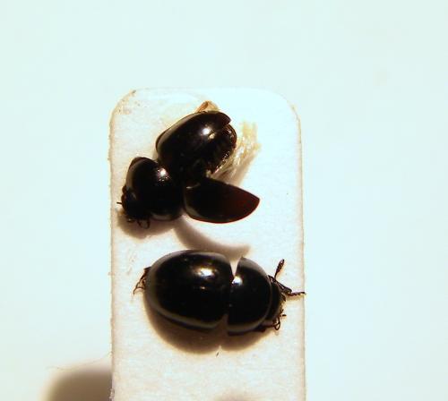 Phalacrus sp.