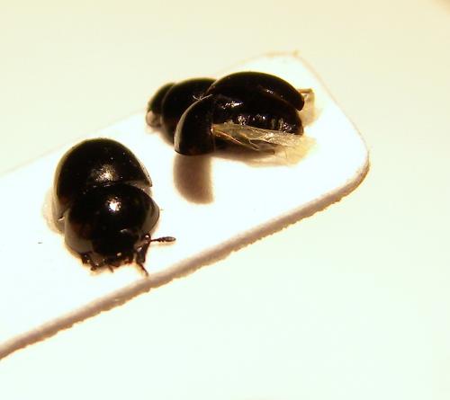 Phalacrus sp.