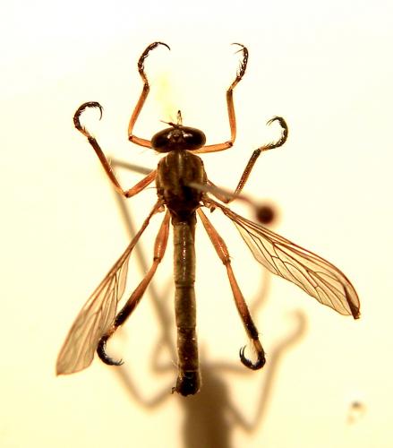 Leptogaster cylindrica