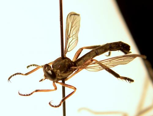 Leptogaster cylindrica