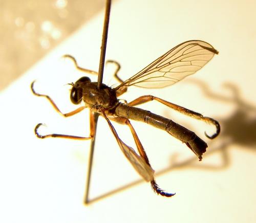 Leptogaster cylindrica