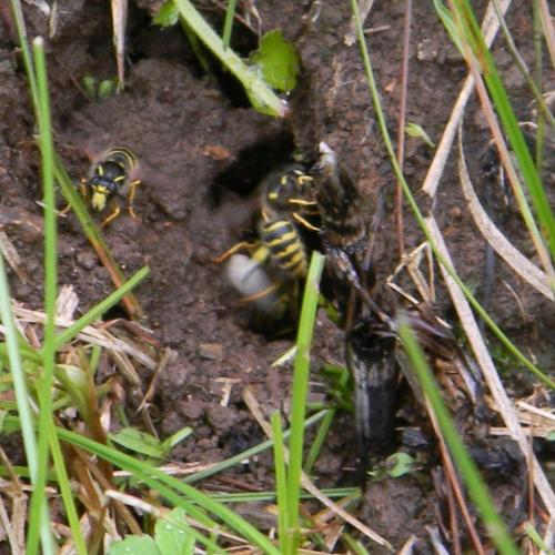 Réf. 123 224 : Dolichovespula sylvestris