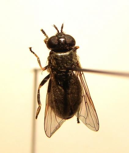 Pipizella sp.