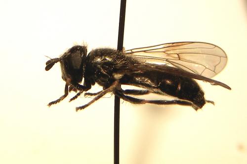 Pipizella sp.