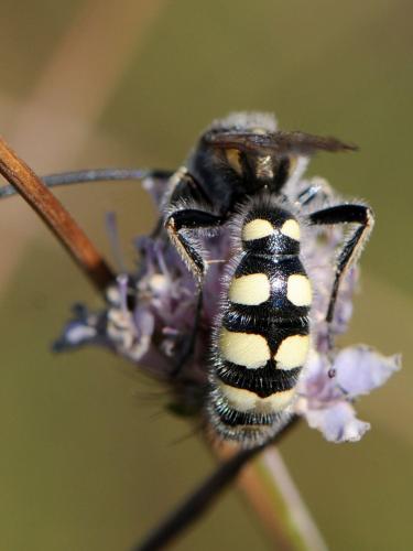 Colpa sexmaculata